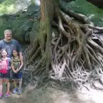 Living Tree Roots