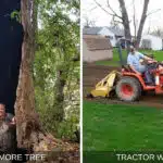 Sycamore Tree and Tractor Work