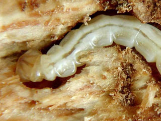 Emerald Ash Borer