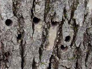 Emerald Ash Borer Holes