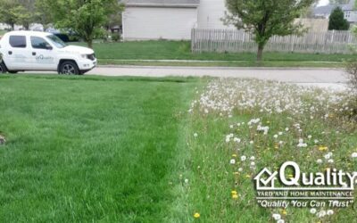 Controlling Summer Weeds: Effective Strategies