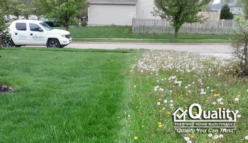 Controlling Summer Weeds: Effective Strategies