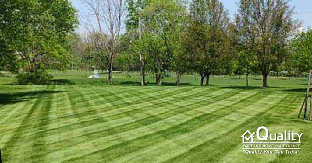 Late Summer Lawn Care Tips