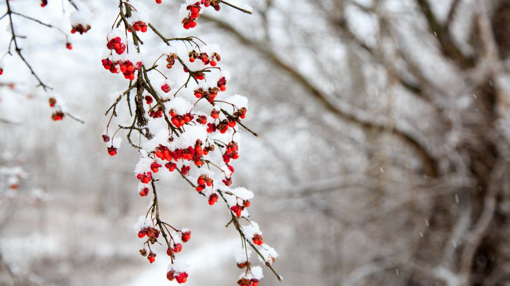 Getting Ready for the First Frost: Snow Tools