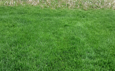 How to Keep Your Grass Looking Green and Fresh: Easy Summer Lawn Tips for Central Ohio