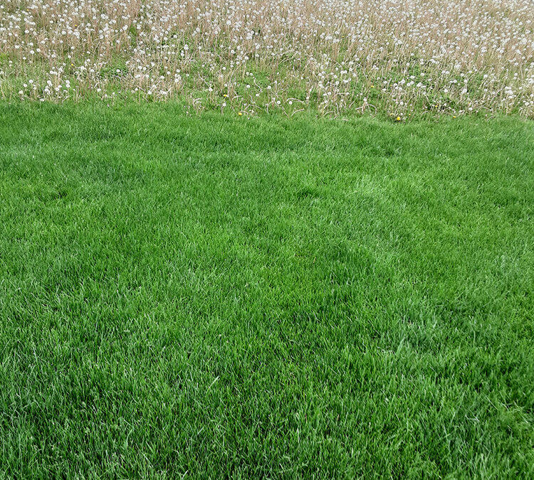 How to Keep Your Grass Looking Green and Fresh: Easy Summer Lawn Tips for Central Ohio