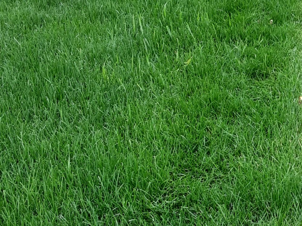 After Lawn Fertilizer