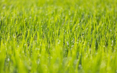 Summer Lawn Care Preparation: Keeping Your Central Ohio Lawn Healthy Through the Heat