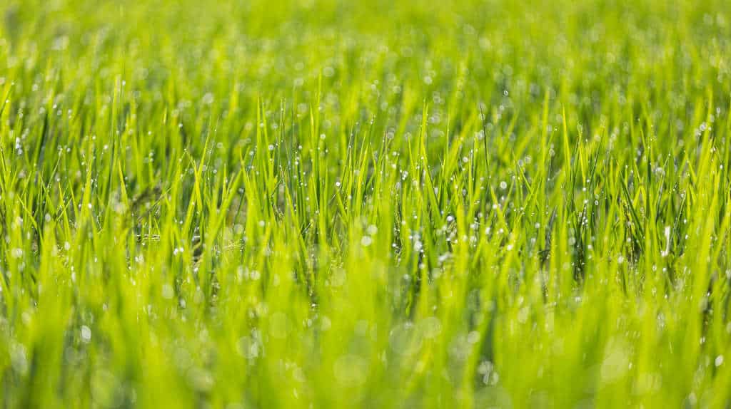 Lawn | Quality Yard and Home Maintenance
