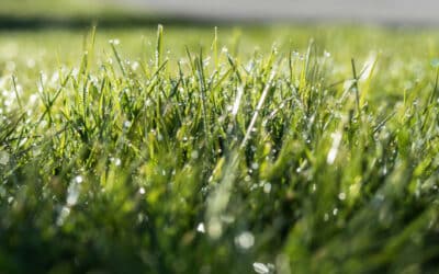 Early Spring Lawn Care: Why Pre-Emergent Fertilizer is Essential for Central Ohio Lawns