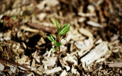 Mulching Guide for Central Ohio: Best Practices for Healthy Landscape Beds