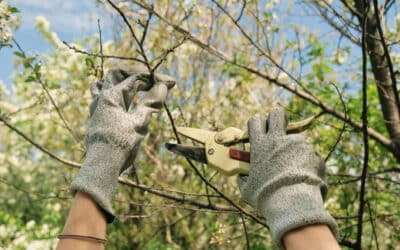 Tree and Shrub Care: Spring Pruning Guide for Central Ohio Homeowners