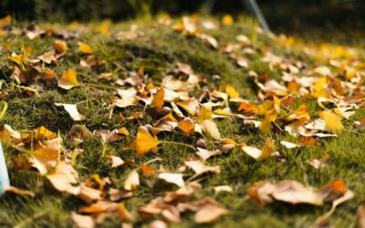 Fall Cleanup and Leaf Removal: Protecting Your Central Ohio Lawn Before Winter