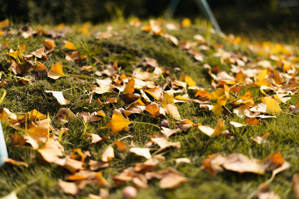 Fall Cleanup and Leaf Removal | Quality Yard and Home Maintenance