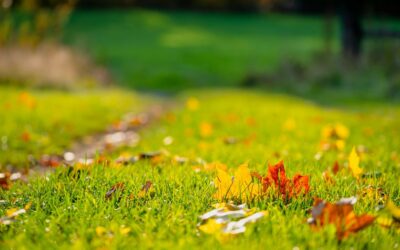 Fall Landscape Renovation: The Best Season for Design and Installation in Central Ohio