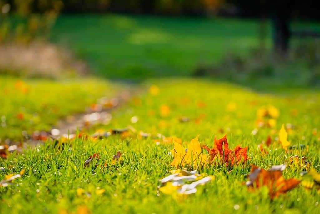 Fall Landscape Renovation | Quality Yard and Home Maintenance