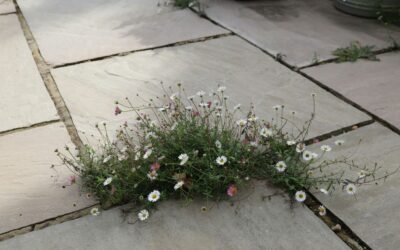 Paver Patio Maintenance and Restoration: Bringing Older Patios Back to Life in Central Ohio