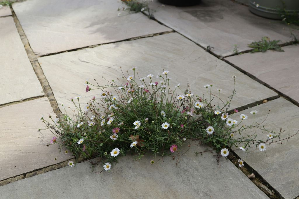 Paver Patio | Quality Yard and Home Maintenance