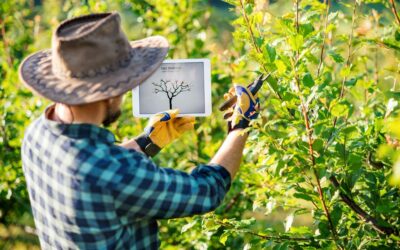 Summer Tree and Shrub Trimming: Why Mid-Season Pruning Matters in Central Ohio
