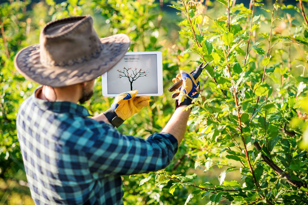Tree and Shrub Care - Pruning | Quality Yard and Home Maintenance