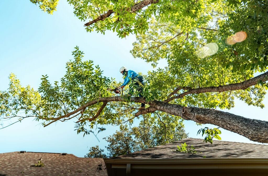 Tree Removal and Stump Grinding: When It Is Time to Say Goodbye to a Tree
