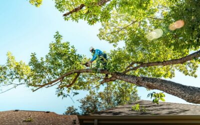 Tree Removal and Stump Grinding: When It Is Time to Say Goodbye to a Tree