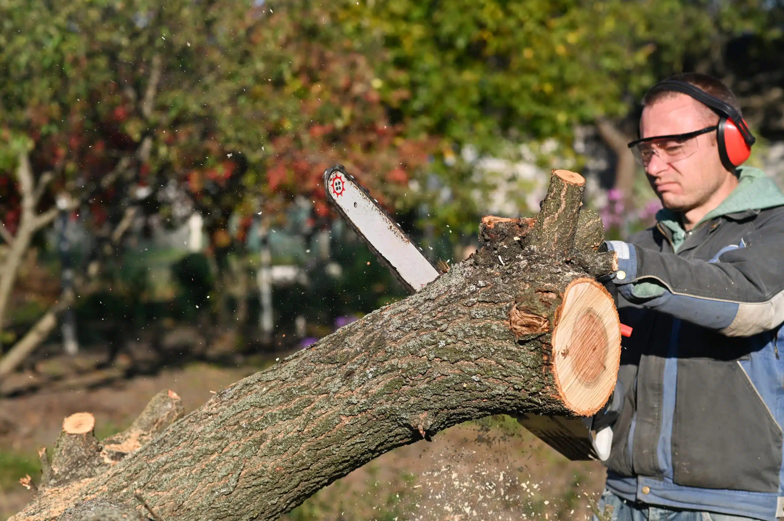 Quality arborist sawing a tree with a chainsaw