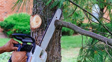 Highest rated tree service in central ohio